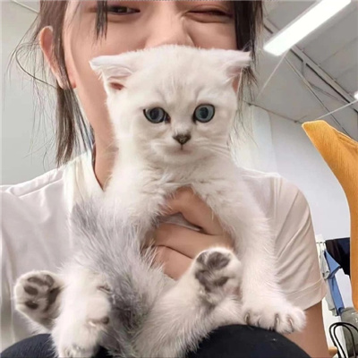 禹州旅游私人導游T臺車模板蓉舒