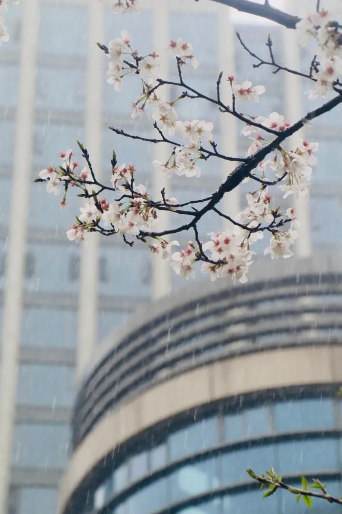 國內花海頂流,火了四年,免收門票,浪漫不會遲到! 國內花海頂流,火了四年,免收門票,浪漫不會遲到!