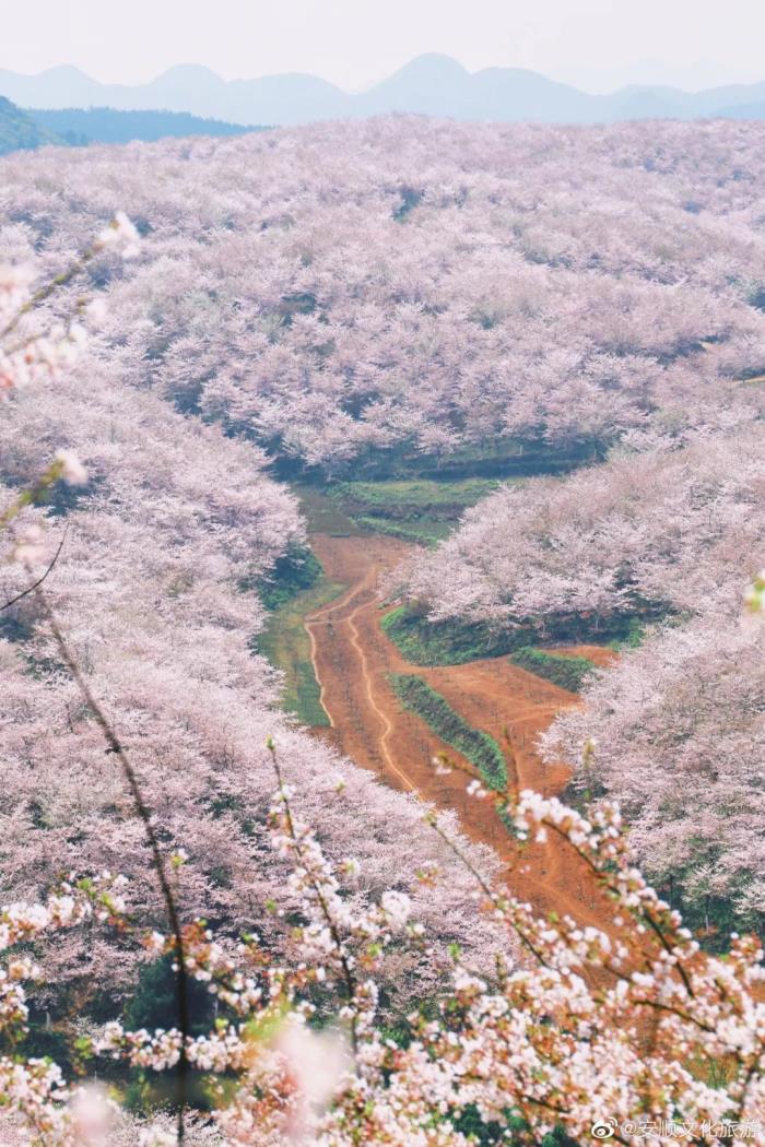 國內花海頂流,火了四年,免收門票,浪漫不會遲到! 國內花海頂流,火了四年,免收門票,浪漫不會遲到!