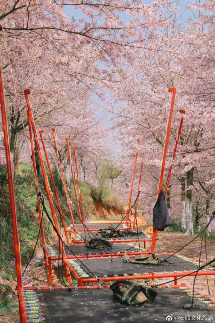 國內花海頂流,火了四年,免收門票,浪漫不會遲到! 國內花海頂流,火了四年,免收門票,浪漫不會遲到!