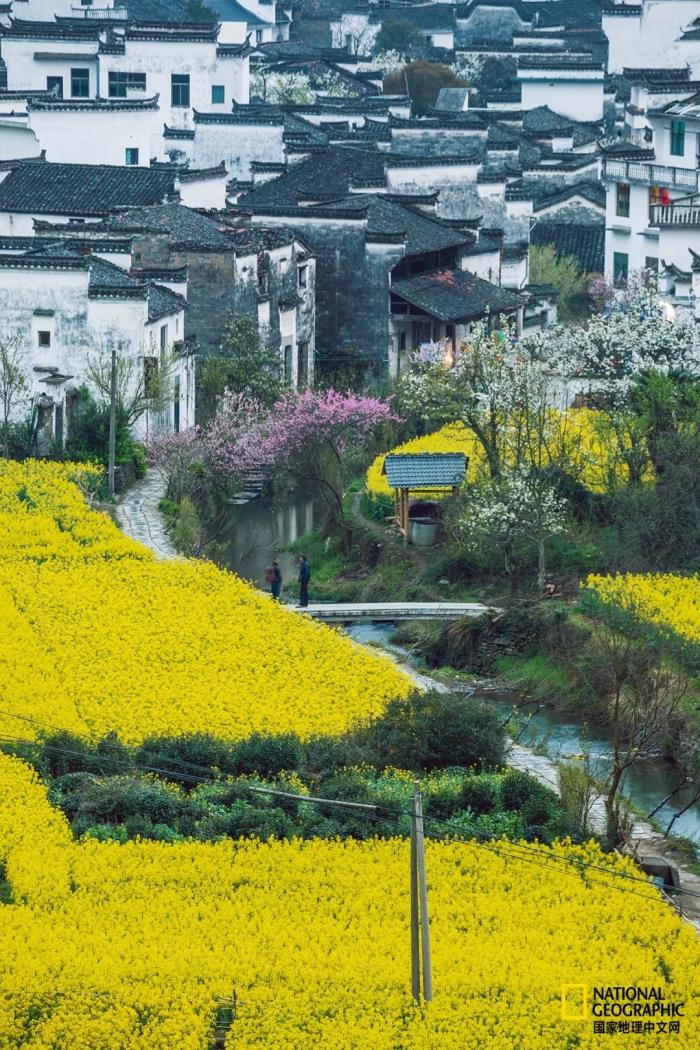 徽州歸來不看春，中國江南春意的最高潮！
