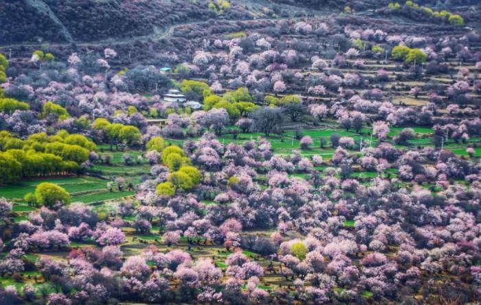 年年賣爆的西藏林芝桃花 解鎖全新玩法! 年年賣爆的西藏林芝桃花 解鎖全新玩法!
