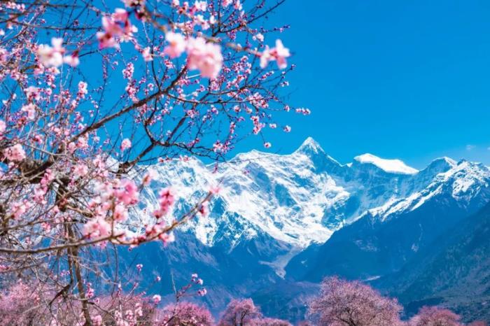 年年賣爆的西藏林芝桃花 解鎖全新玩法! 年年賣爆的西藏林芝桃花 解鎖全新玩法!