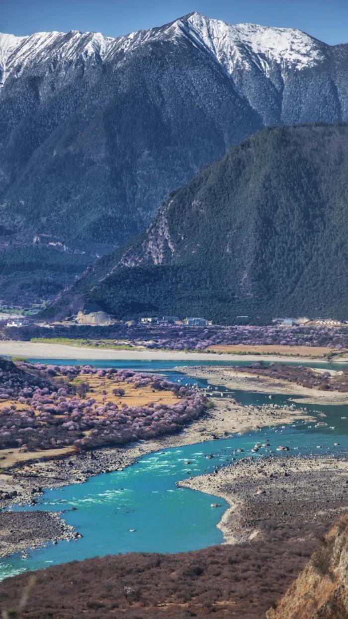 年年賣爆的西藏林芝桃花 解鎖全新玩法! 年年賣爆的西藏林芝桃花 解鎖全新玩法!