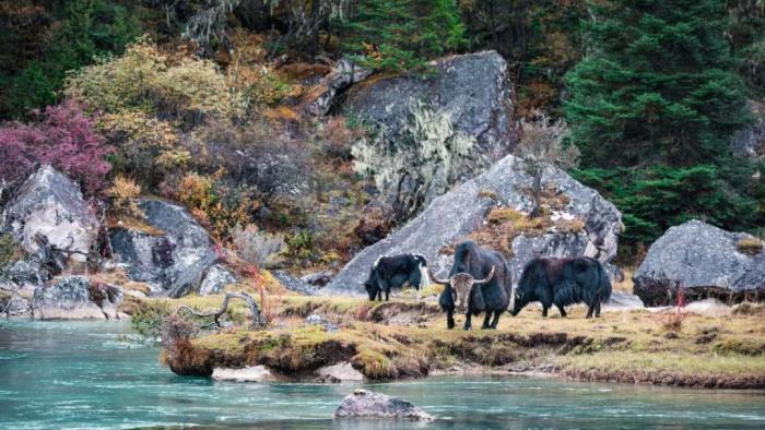 年年賣爆的西藏林芝桃花 解鎖全新玩法! 年年賣爆的西藏林芝桃花 解鎖全新玩法!