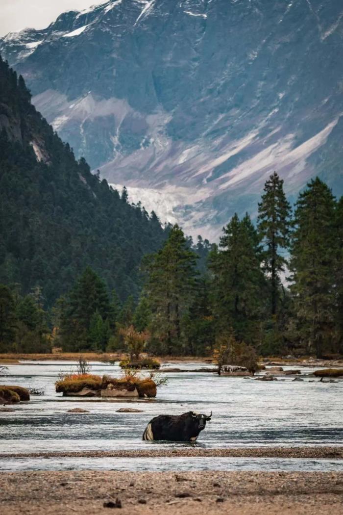 年年賣爆的西藏林芝桃花 解鎖全新玩法! 年年賣爆的西藏林芝桃花 解鎖全新玩法!