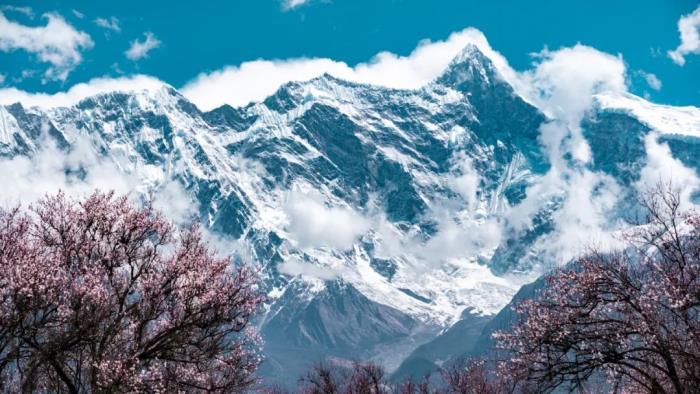 年年賣爆的西藏林芝桃花 解鎖全新玩法! 年年賣爆的西藏林芝桃花 解鎖全新玩法!