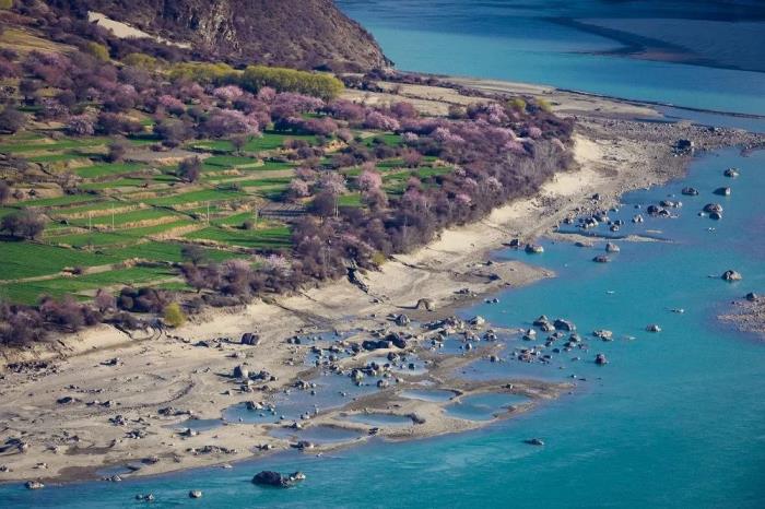 年年賣爆的西藏林芝桃花 解鎖全新玩法! 年年賣爆的西藏林芝桃花 解鎖全新玩法!