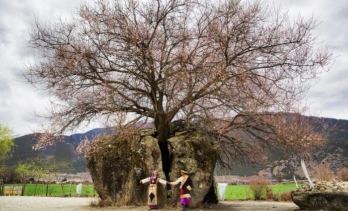 位列世界峽谷之首 春日乘熱氣球賞西藏雪山桃林! 位列世界峽谷之首 春日乘熱氣球賞西藏雪山桃林!