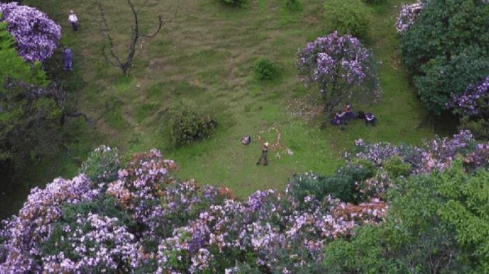 不到雞籠頂，枉為廣東人！原來，中國絕美的高山草原杜鵑花海在這里