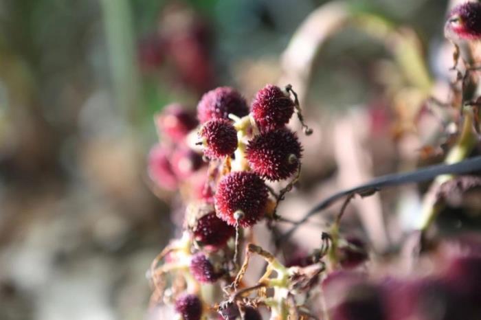 不到雞籠頂，枉為廣東人！原來，中國絕美的高山草原杜鵑花海在這里