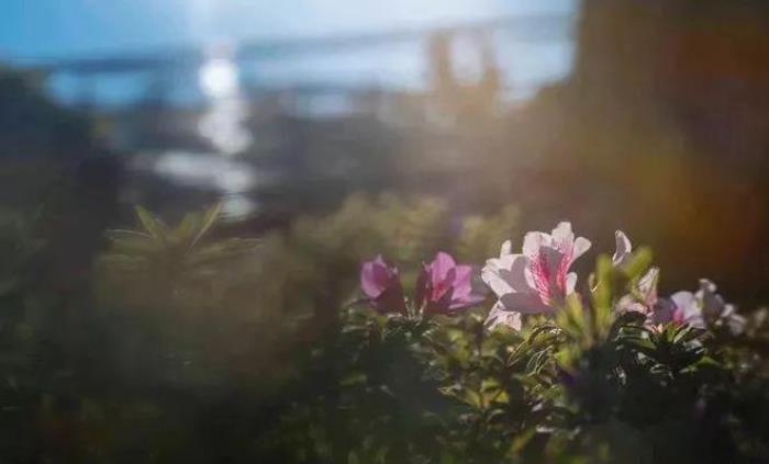 去昆明,邂逅寒冷冬日的春暖花開