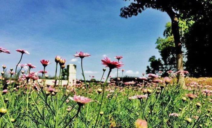 去昆明,邂逅寒冷冬日的春暖花開