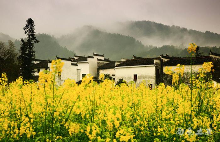 別來找我 我要去婺源掃黃了 別來找我 我要去婺源掃黃了