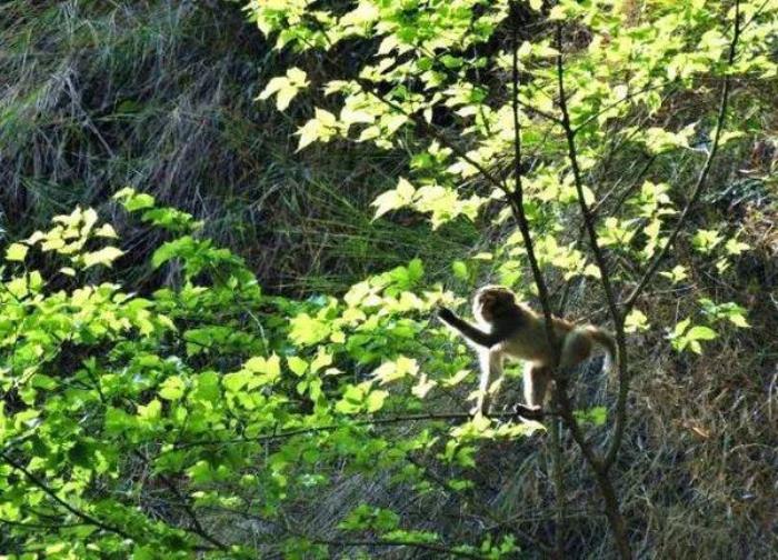 在云南世界最高橋上,看亞洲落差最大的瀑布,會有多震撼!