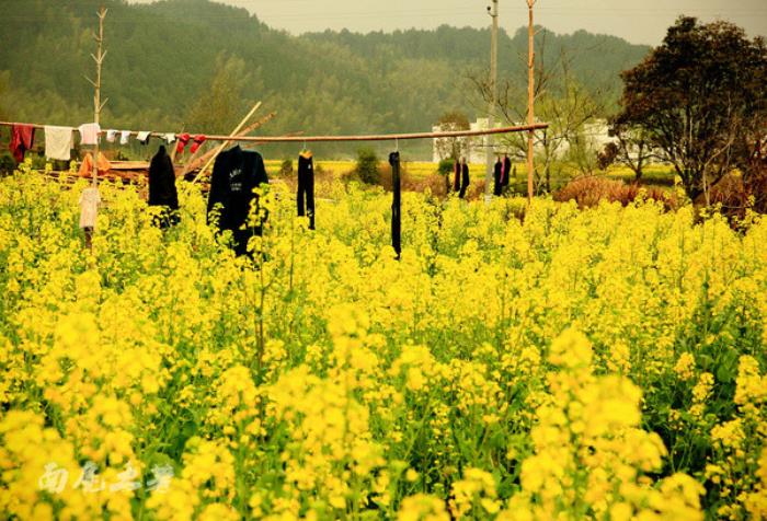 別來找我 我要去婺源掃黃了 別來找我 我要去婺源掃黃了