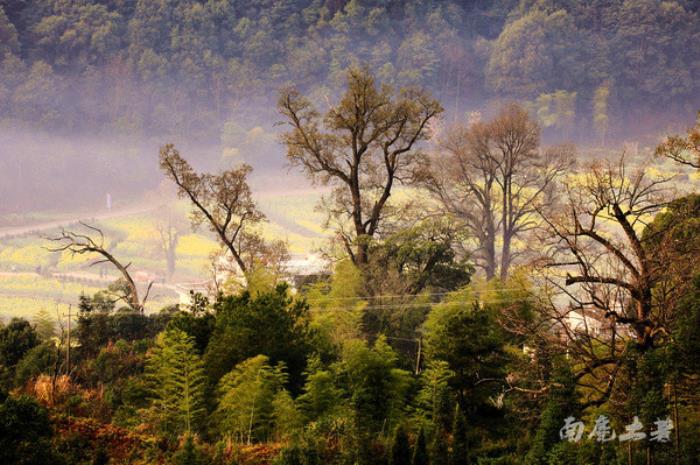 別來找我 我要去婺源掃黃了 別來找我 我要去婺源掃黃了