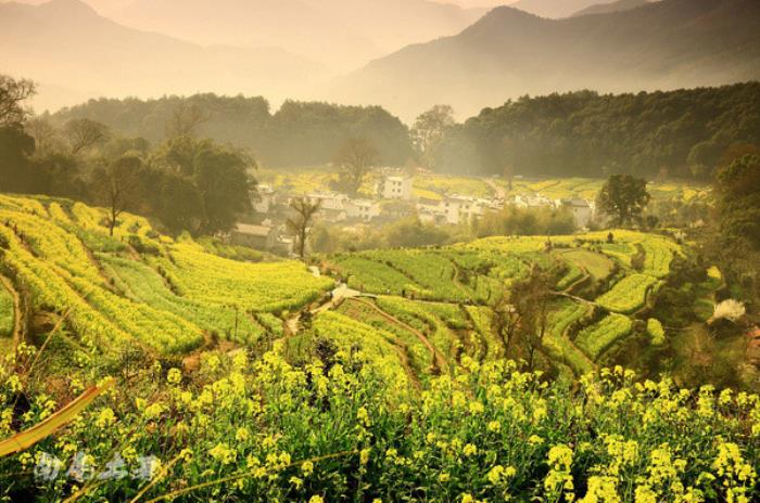 別來找我 我要去婺源掃黃了 別來找我 我要去婺源掃黃了