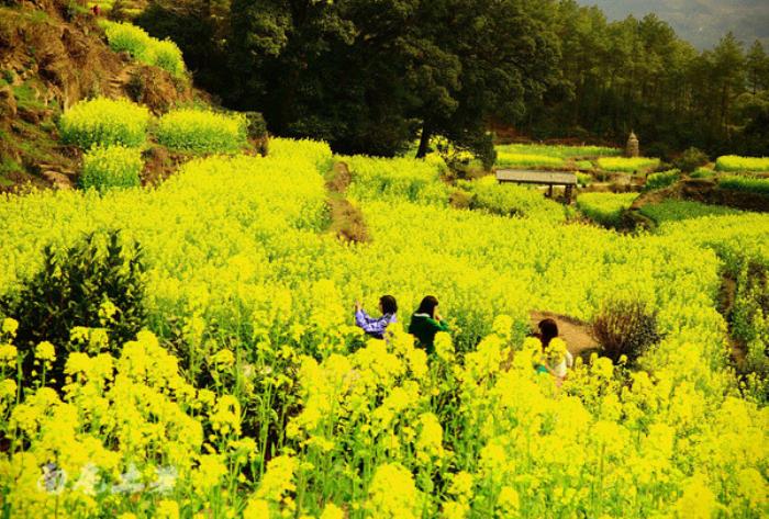 別來找我 我要去婺源掃黃了 別來找我 我要去婺源掃黃了