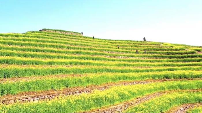 “云”賞花!踏春不出門,我們把春日浪漫送給你~ “云”賞花!踏春不出門,我們把春日浪漫送給你~