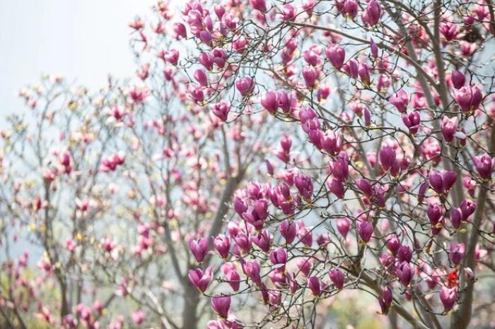 “云”賞花!踏春不出門,我們把春日浪漫送給你~ “云”賞花!踏春不出門,我們把春日浪漫送給你~