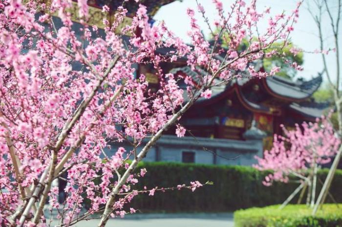 “云”賞花!踏春不出門,我們把春日浪漫送給你~ “云”賞花!踏春不出門,我們把春日浪漫送給你~