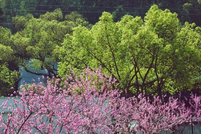 “云”賞花!踏春不出門,我們把春日浪漫送給你~ “云”賞花!踏春不出門,我們把春日浪漫送給你~