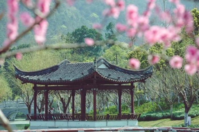 “云”賞花!踏春不出門,我們把春日浪漫送給你~ “云”賞花!踏春不出門,我們把春日浪漫送給你~