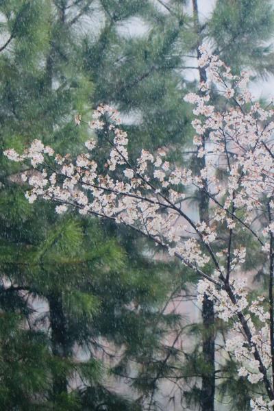 國內花海頂流，火了四年，免收門票，浪漫不會遲到