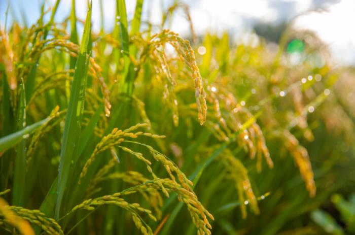 黑河有哪些土特產