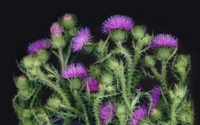 黑河有哪些土特產