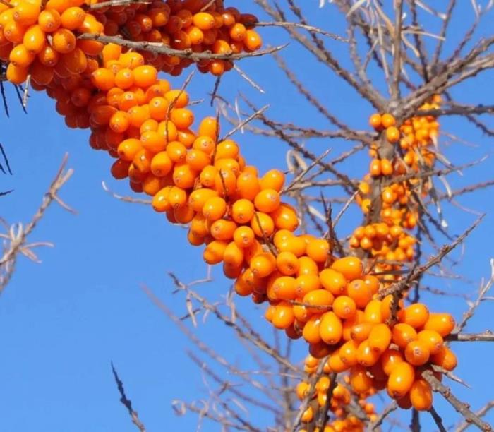 黑河有哪些土特產