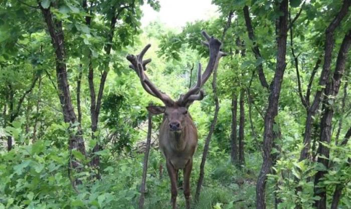 黑河有哪些土特產