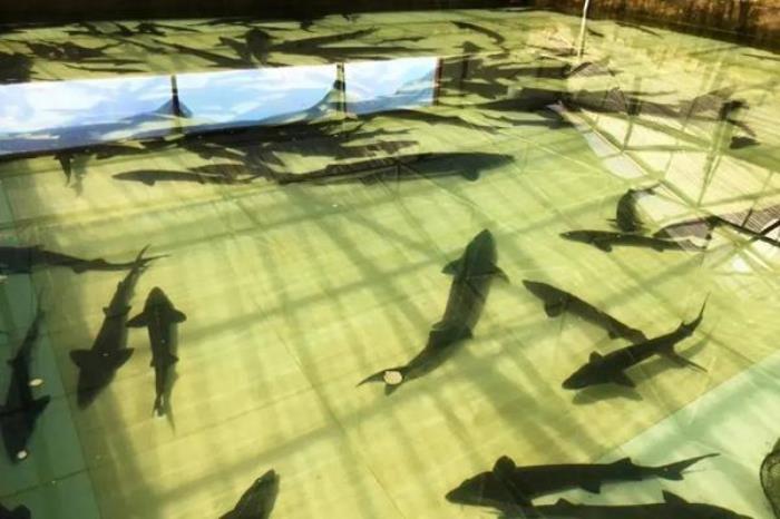 黑河有哪些土特產 黑河有哪些土特產