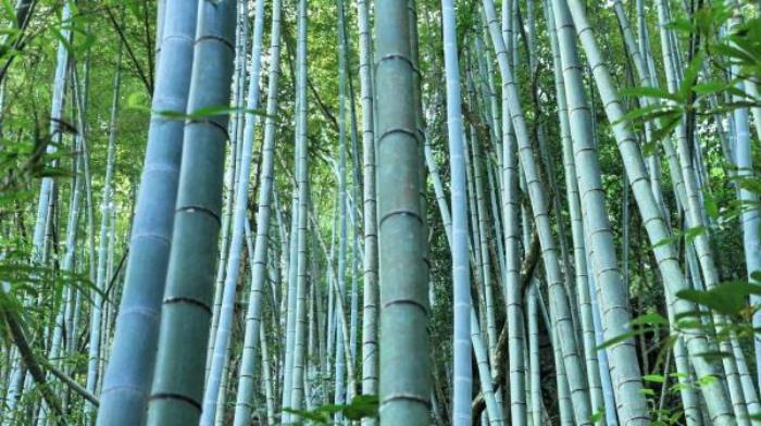 茂名-高州仙人洞風(fēng)景區(qū) 茂名-高州仙人洞風(fēng)景區(qū)