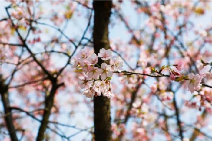 綠野山居景區 綠野山居景區