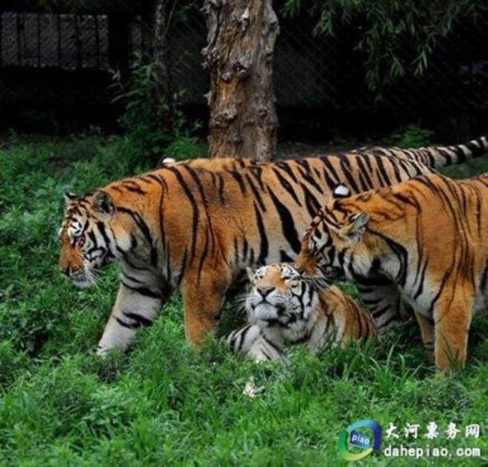 泉州海絲野生動物世界 泉州海絲野生動物世界