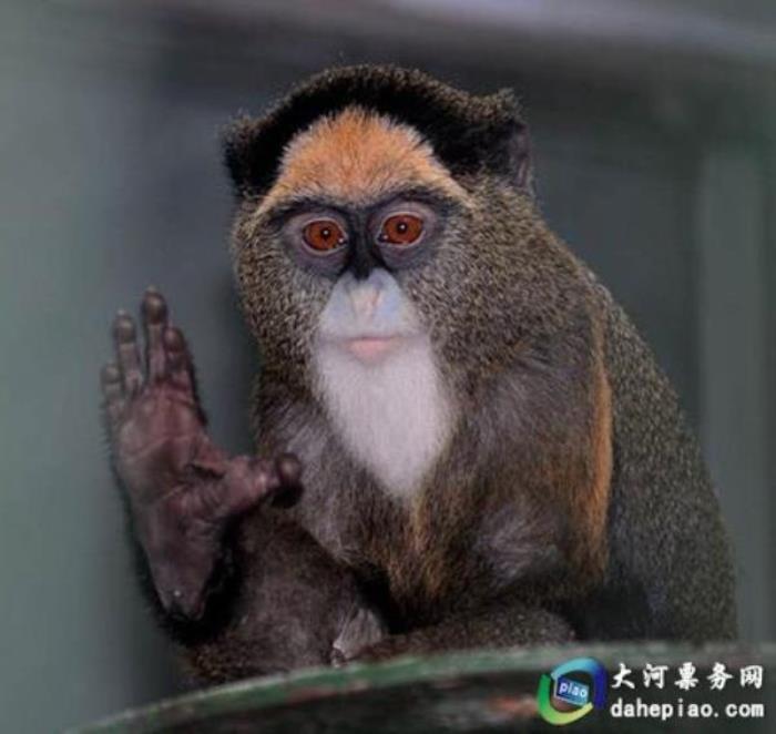泉州海絲野生動物世界 泉州海絲野生動物世界