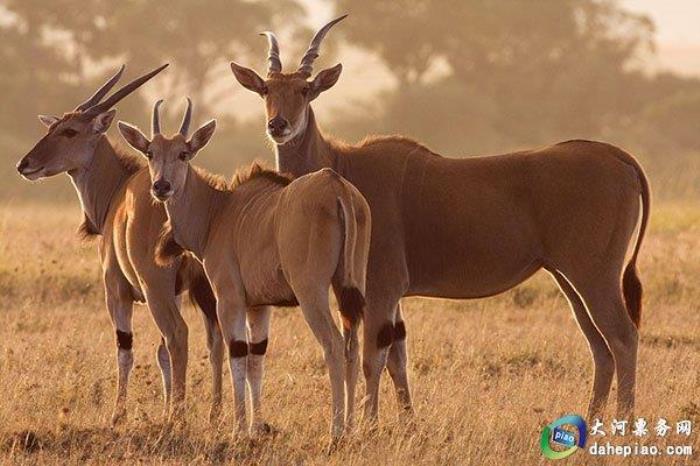 泉州海絲野生動物世界 泉州海絲野生動物世界