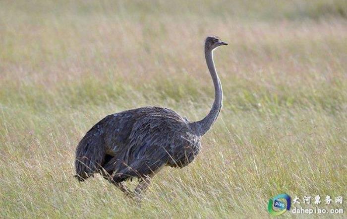泉州海絲野生動物世界 泉州海絲野生動物世界