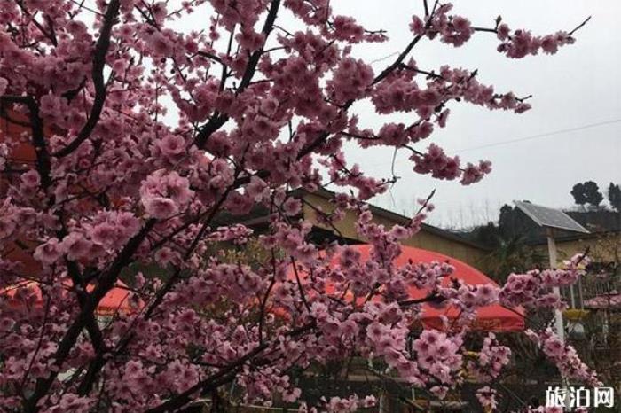 成都桃花故里旅游景區 成都桃花故里旅游景區