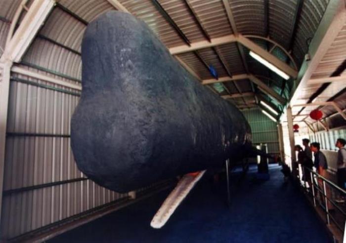 廈門海底世界 廈門海底世界