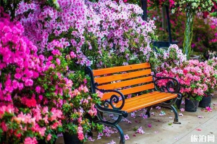 新津花舞人間 新津花舞人間