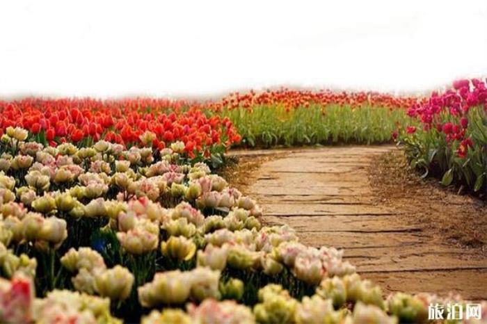 新津花舞人間 新津花舞人間