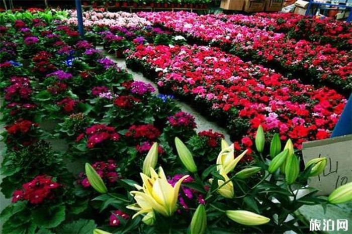 三圣花鄉 三圣花鄉