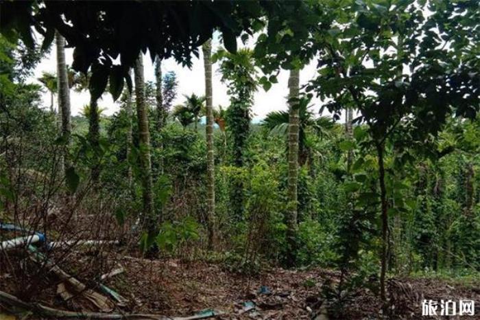 保亭檳榔園 保亭檳榔園