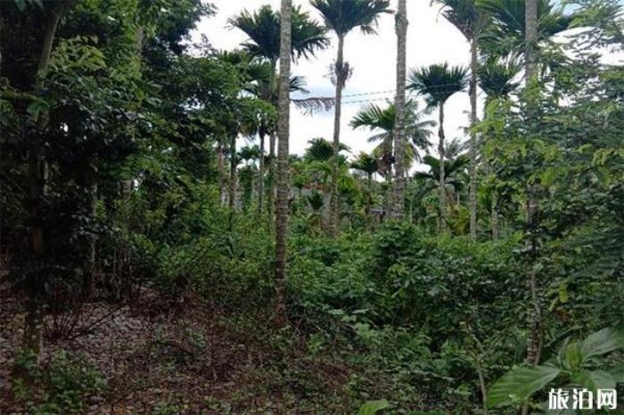 保亭檳榔園 保亭檳榔園