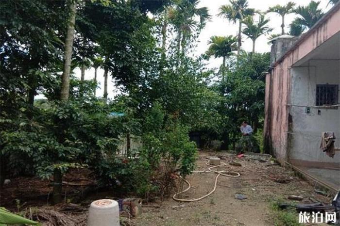 保亭檳榔園 保亭檳榔園