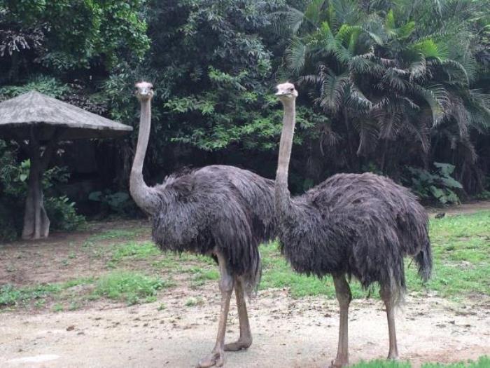 廣州動物園 廣州動物園