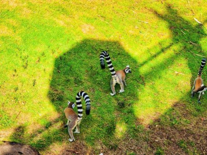 廣州動物園 廣州動物園